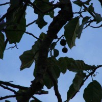 Solanum wrightii Benth.